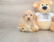 5 week old Cockapoo Puppy For Sale - Pilesgrove Pups