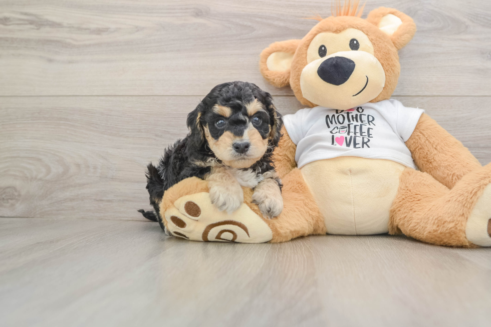 Cockapoo Puppy for Adoption