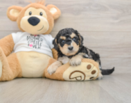 5 week old Cockapoo Puppy For Sale - Pilesgrove Pups