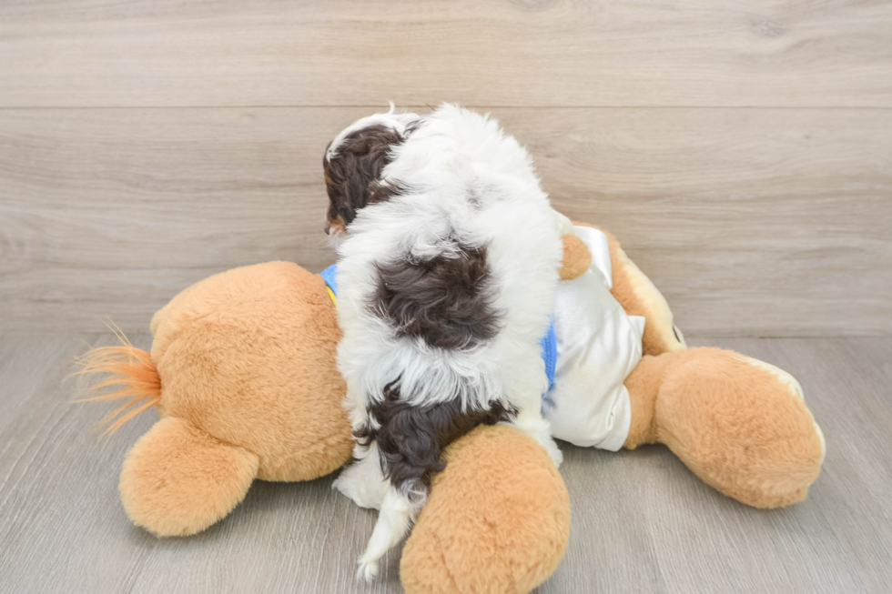 Adorable Cocker Doodle Poodle Mix Puppy