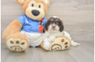 Cockapoo Pup Being Cute
