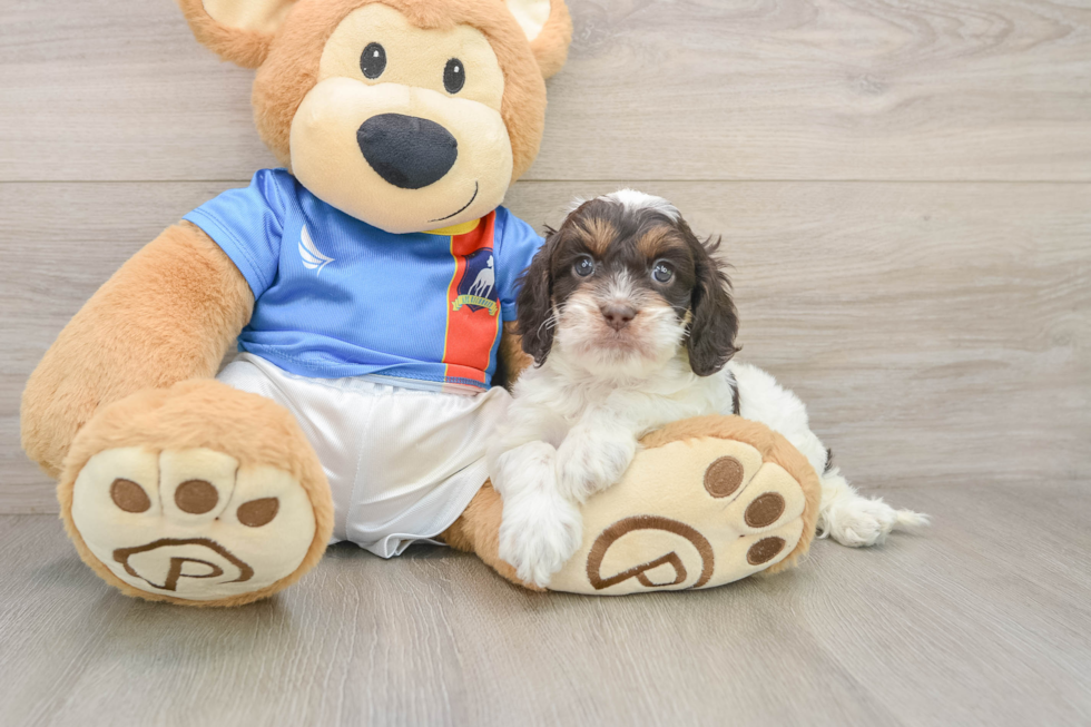Cockapoo Pup Being Cute