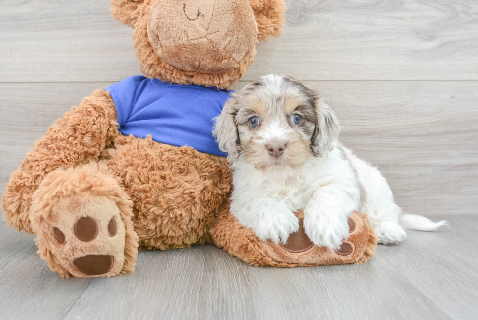 Best Cockapoo Baby