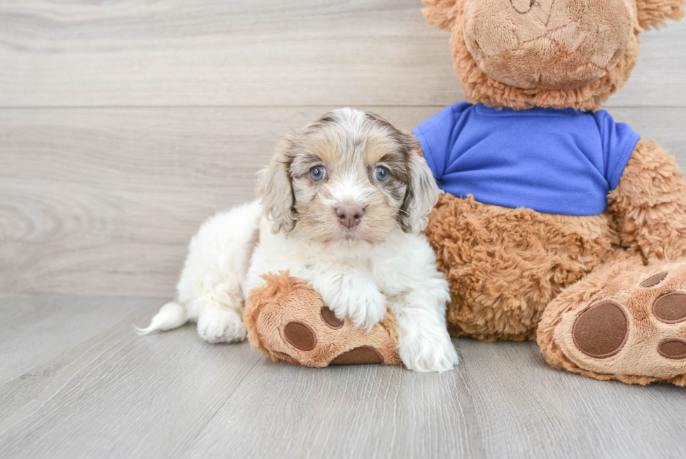 Cockapoo Puppy for Adoption