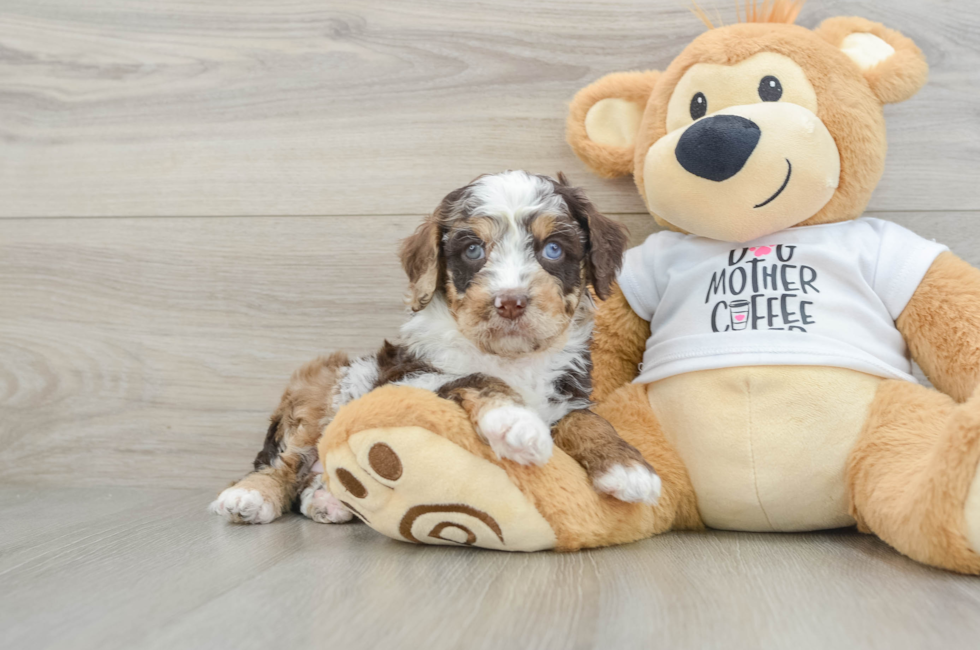 6 week old Cockapoo Puppy For Sale - Pilesgrove Pups