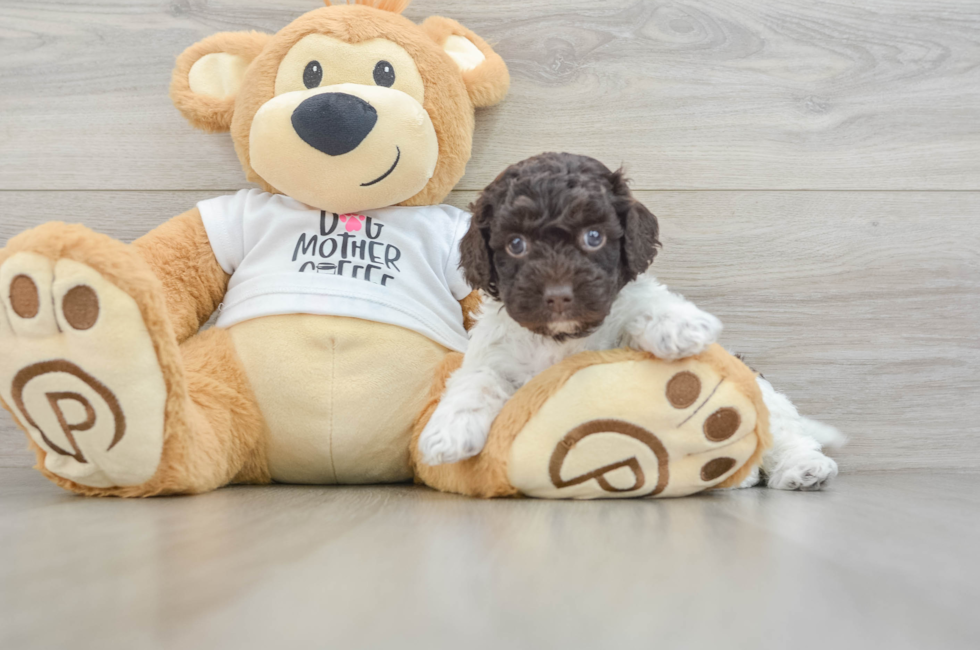 6 week old Cockapoo Puppy For Sale - Pilesgrove Pups