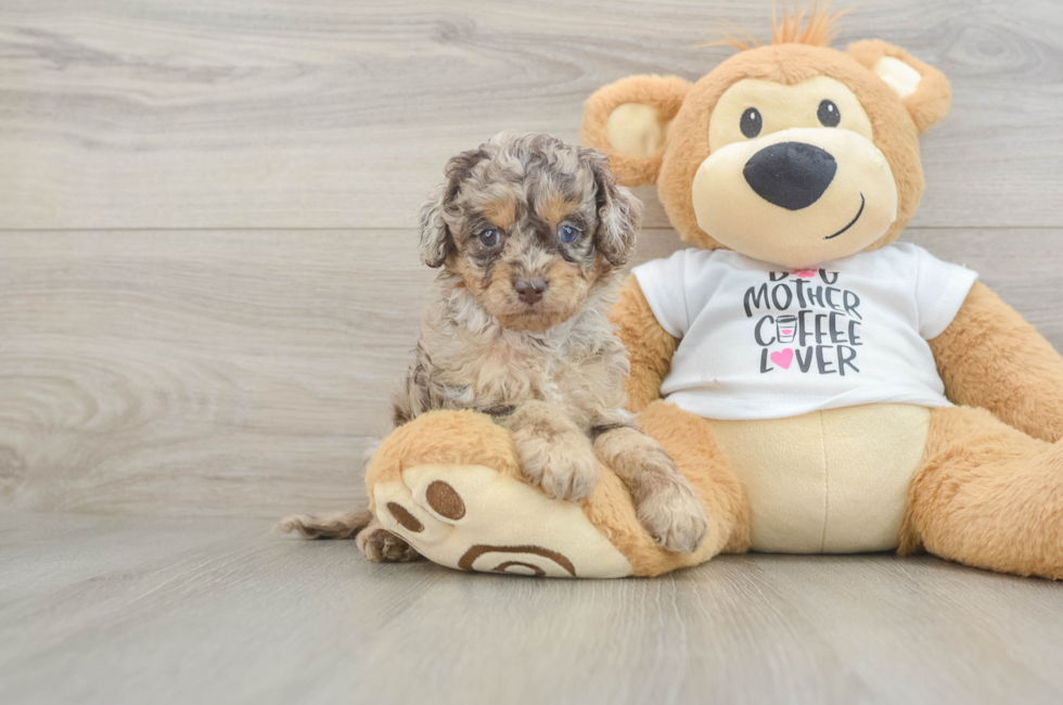 5 week old Cockapoo Puppy For Sale - Pilesgrove Pups