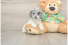 Best Cockapoo Baby