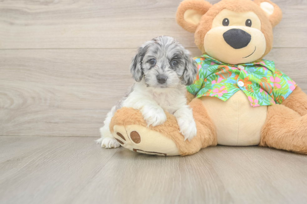 5 week old Cockapoo Puppy For Sale - Pilesgrove Pups