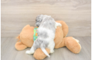 Funny Cockapoo Poodle Mix Pup
