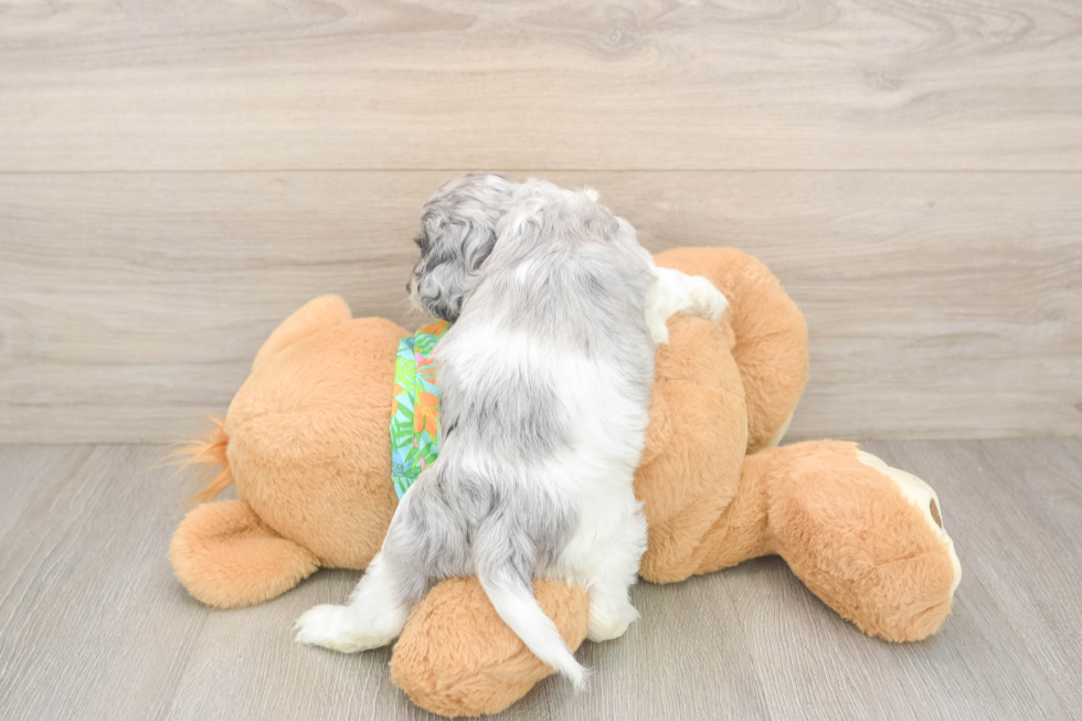 Funny Cockapoo Poodle Mix Pup