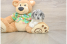 Fluffy Cockapoo Poodle Mix Pup