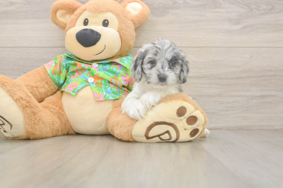 Fluffy Cockapoo Poodle Mix Pup
