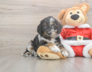7 week old Cockapoo Puppy For Sale - Pilesgrove Pups