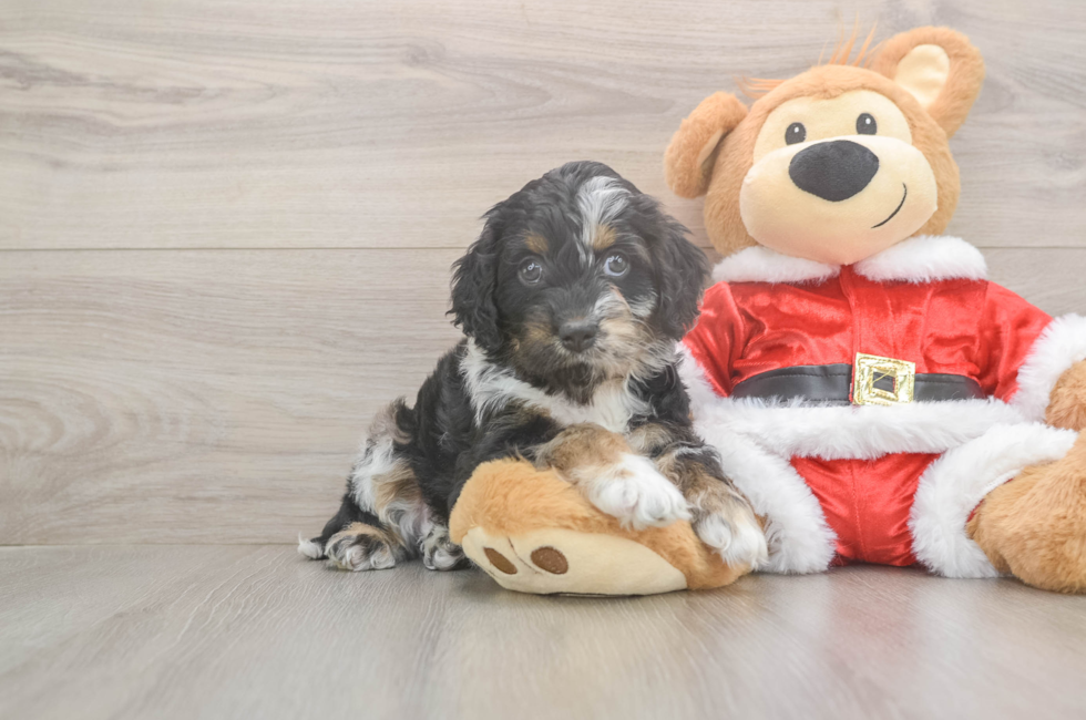 5 week old Cockapoo Puppy For Sale - Pilesgrove Pups