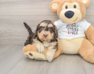7 week old Cockapoo Puppy For Sale - Pilesgrove Pups