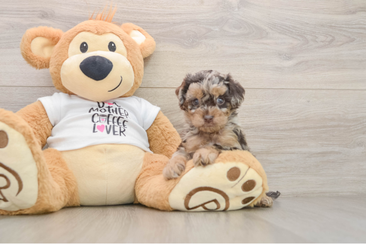 Cockapoo Pup Being Cute
