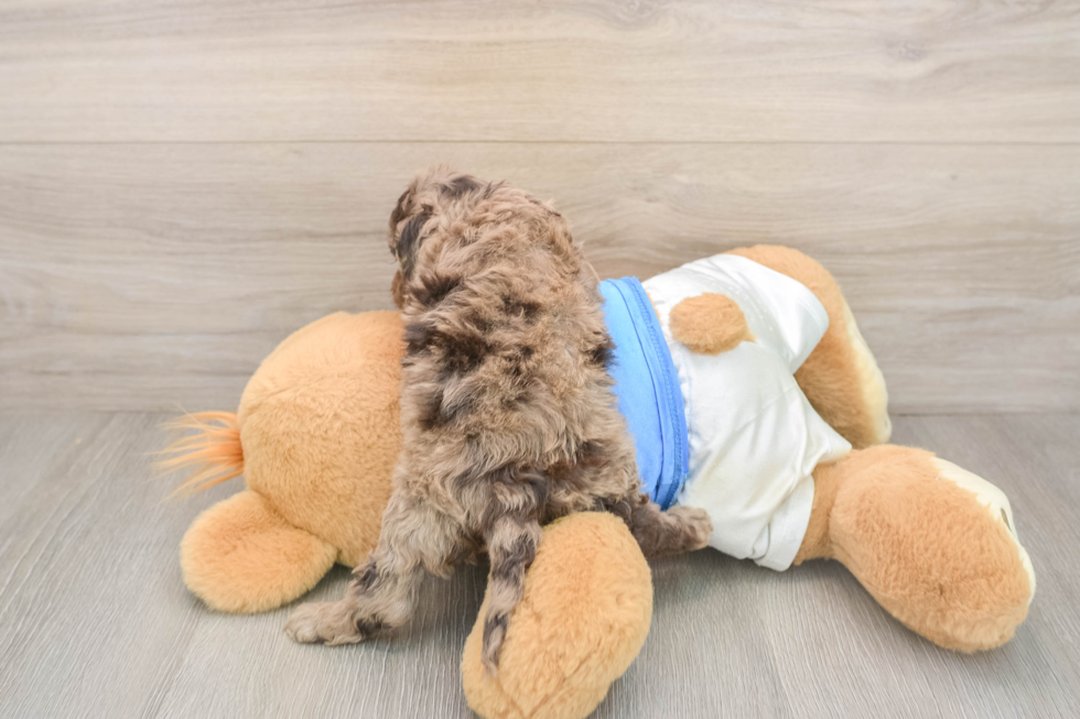 Playful Cocker Doodle Poodle Mix Puppy
