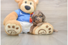 Cockapoo Pup Being Cute