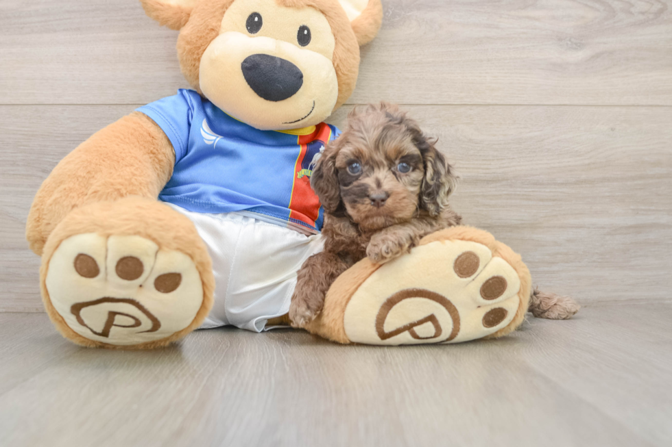 Cockapoo Pup Being Cute