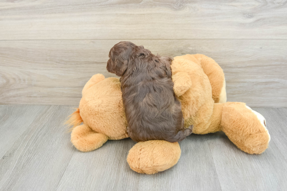 Cockapoo Puppy for Adoption