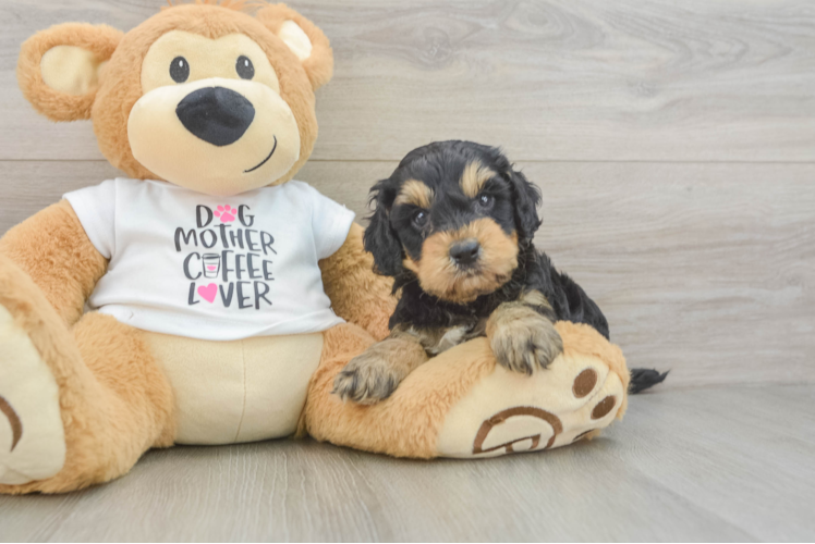 Cockapoo Pup Being Cute