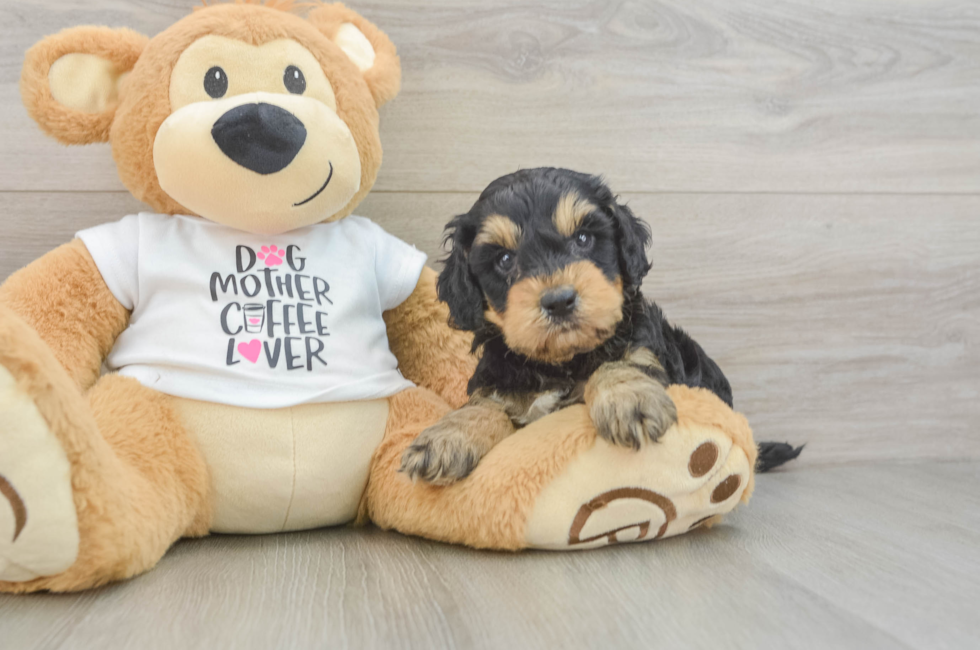 5 week old Cockapoo Puppy For Sale - Pilesgrove Pups