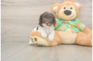 Best Cockapoo Baby