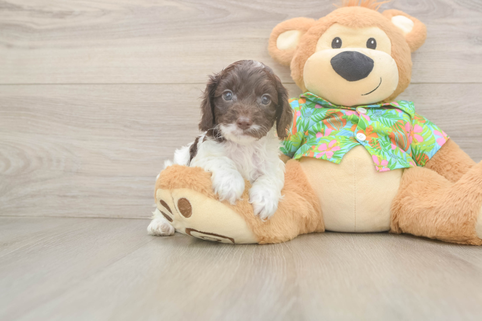 Best Cockapoo Baby