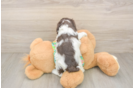 Cockapoo Pup Being Cute