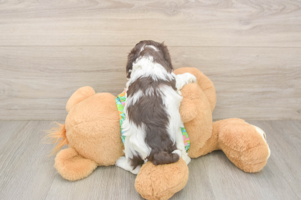 Cockapoo Pup Being Cute