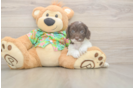 Little Cocker Doodle Poodle Mix Puppy