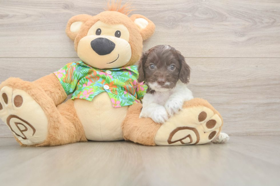 Little Cocker Doodle Poodle Mix Puppy