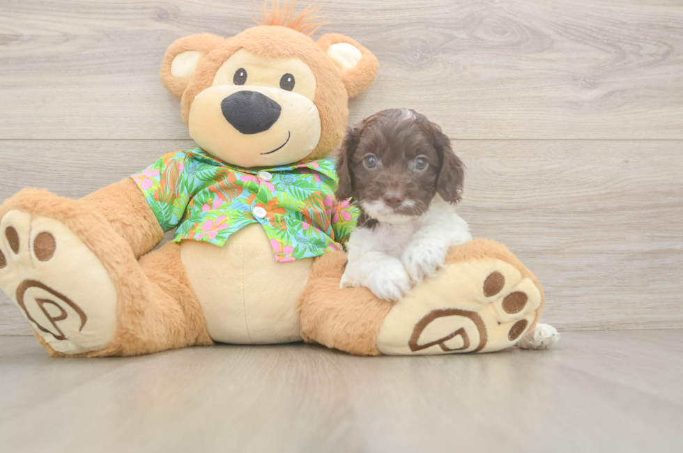 5 week old Cockapoo Puppy For Sale - Pilesgrove Pups
