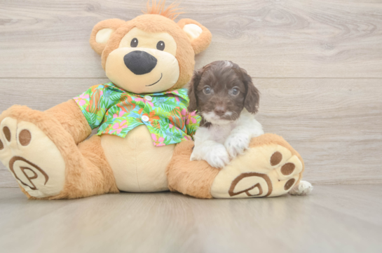 Little Cocker Doodle Poodle Mix Puppy