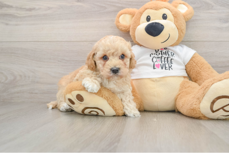 Playful Cocker Doodle Poodle Mix Puppy