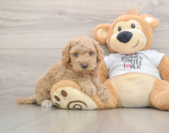 5 week old Cockapoo Puppy For Sale - Pilesgrove Pups