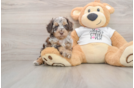 Sweet Cockapoo Baby