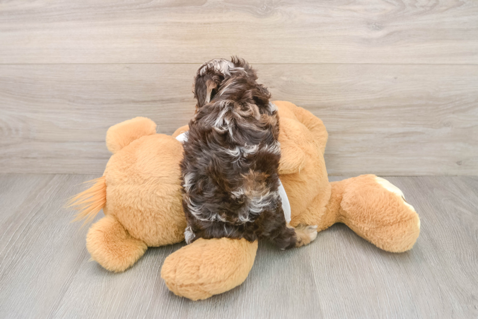 Cockapoo Puppy for Adoption