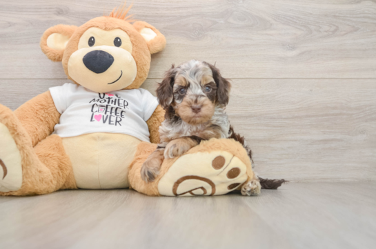 Best Cockapoo Baby