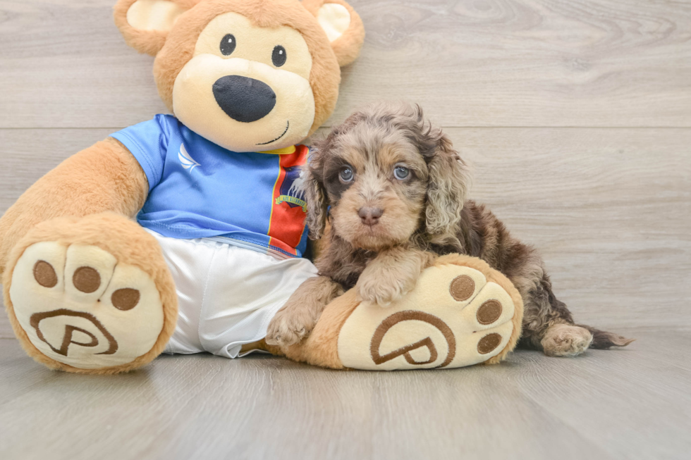 Hypoallergenic Cocker Doodle Poodle Mix Puppy