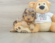 7 week old Cockapoo Puppy For Sale - Pilesgrove Pups