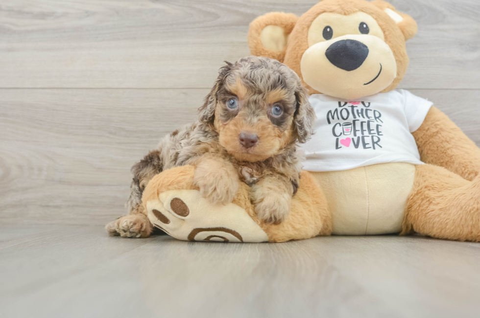 5 week old Cockapoo Puppy For Sale - Pilesgrove Pups