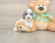 7 week old Cockapoo Puppy For Sale - Pilesgrove Pups