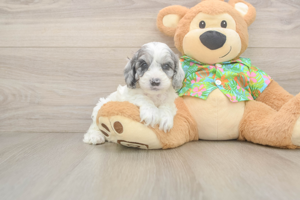 Cockapoo Puppy for Adoption