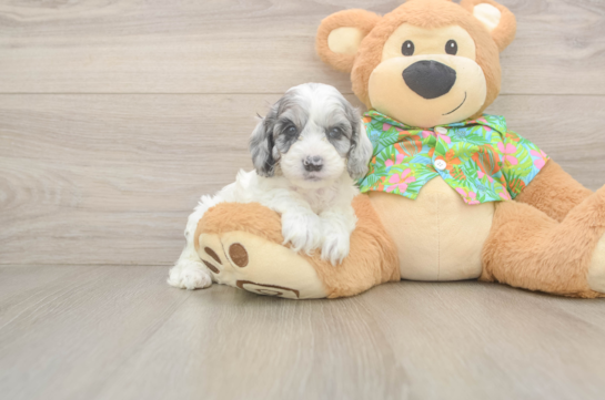 Cockapoo Puppy for Adoption