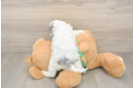Happy Cockapoo Baby