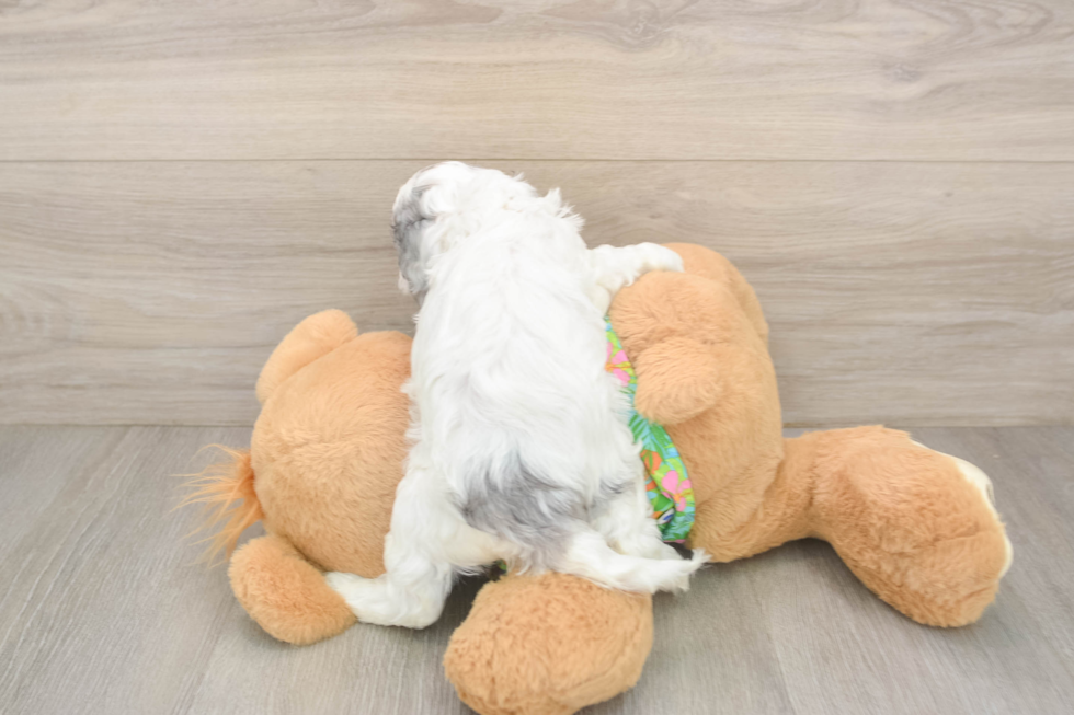 Happy Cockapoo Baby