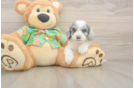 Cockapoo Pup Being Cute