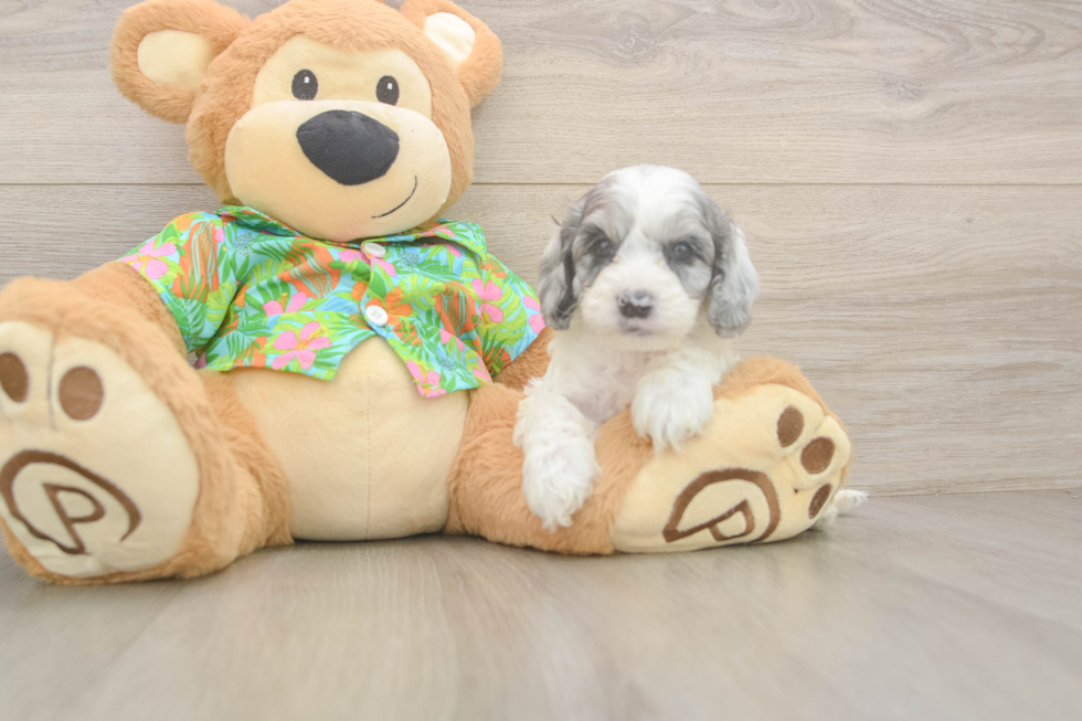 Cockapoo Pup Being Cute
